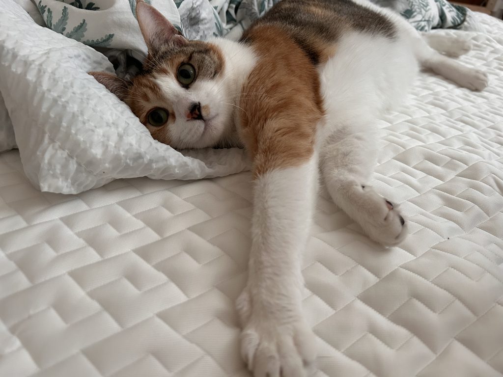 고양이순이 